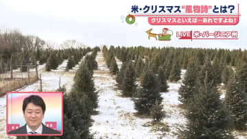 ツリーは自分で切るのがアメリカ流　もみの木専門の農園から中継