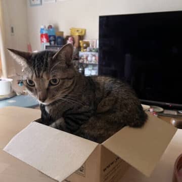 猫が狭い場所に無理やり入ろうとするのはなぜ? 獣医師に聞いた