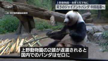 上野動物園・双子のジャイアントパンダ　来月下旬、中国に返還へ　国内のパンダはゼロに