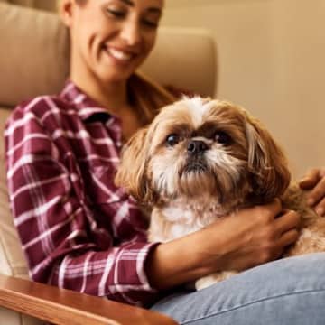 『ツンデレ』な犬種５選　クールに見えて意外と可愛い仕草や上手く関係性を築くコツまで