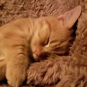 猫が飼い主と一緒に寝るのには理由があった！　その行動に隠された愛情サインとは？