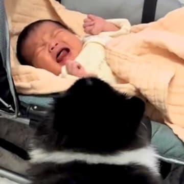 犬が暮らす家に、赤ちゃんが生まれた結果…心温まる『初対面と成長記録』にSNSで反響「気付いたら泣いてた…」「なんて尊い姿なの」