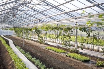 施設野菜の生産販売と木質バイオマス発電を展開する(株)サラ(岡山)が民事再生