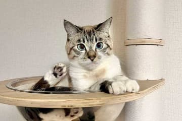 「どれだけねこが本気で遊んでるかがわかると思います」　元保護ねこの躍動感あふれる姿に驚愕　3.6万“いいね”の反響