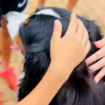 『なでなでしてもいい！？』散歩中、小学生の男の子たちと遭遇した大型犬→「なんやこの尊い空間…」「全員いい子」微笑ましい光景が95万再生