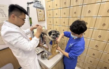 はり・きゅうに中医薬、中国でペットの中獣医療がブームに
