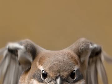 躍動感あふれる『モズの飛翔シーン』が話題　“体型”を見ると…「かわいすぎ！」