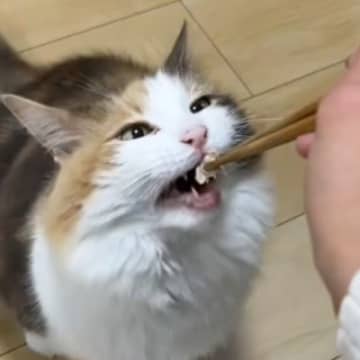 猫にごはんをあげていたら、『隣にいた犬』が…思いがけない展開が13万再生「早くて笑った」「上手すぎてしんどいｗ」と爆笑の声