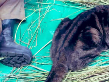 正月準備のお手伝い？　遠野郷八幡宮の『社務猫』の姿に「笑った」「ボーナスをあげて！」