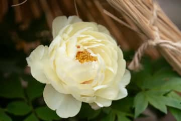 上野東照宮の“冬咲きぼたん” - 約160株以上が開花、五重塔など江戸建築を背景に