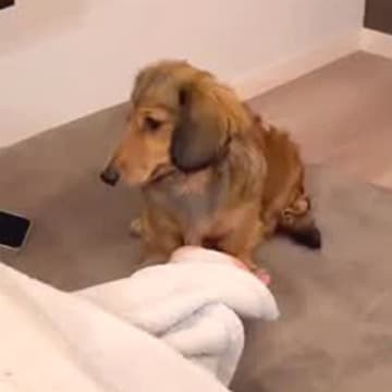 インフルエンザで『パパとママが寝込んだ』結果→犬がそばに寄り添ってくれて…愛を感じる『看病』に反響「なんて優しいの…」「本当に賢い」