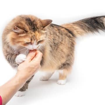 猫が飼い主の『ニオイを嗅ぎたがる』ときの理由4つ　執拗にチェックしているのはなぜ？