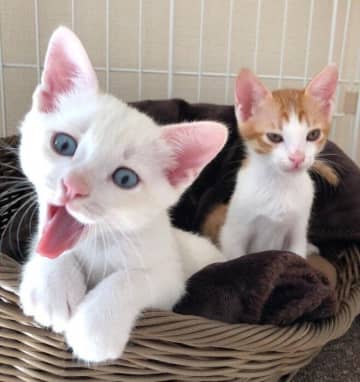 保護猫カフェから迎えた白っぽい子猫が2年後には“こんがりカラー”に！　成長で変わった毛色にほっこり