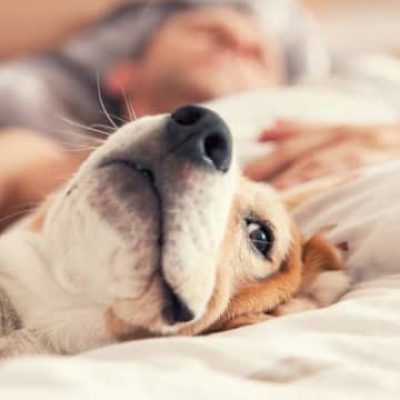 犬が『飼い主の寝床』に入ってくる心理4選 ベッドで一緒に寝ようとする理由や考えられるリスクまで