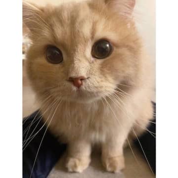 飼い主の“異変”にすぐ反応! そばを離れず見守る猫の健気さに「優しいジェントルニャン」「天使」と話題に