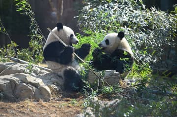 日本からパンダがいなくなる？上野の双子シャオシャオとレイレイが1月返還で約50年ぶりの不在危機にSNSも激震