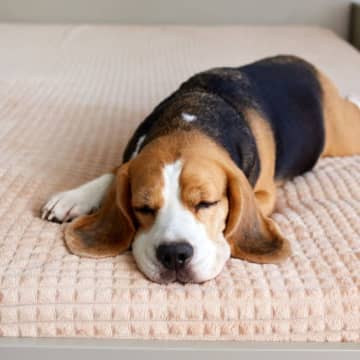 犬や猫も夢を見ることが明らかに