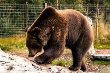 「今年の漢字」に「熊」、クマ出没で考える消えた境界線