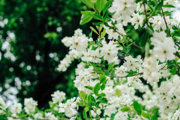 【ガーデニングQ&A】リキュウバイが芽吹かず、枯れてしまいました。正しい剪定方法は？