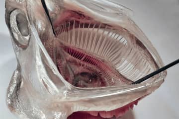 魚のエラが救う地球？目詰まりしない”未来型洗濯フィルターが誕生