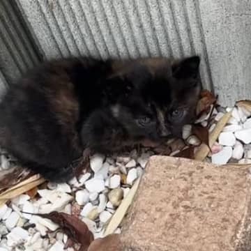 保護したときは『黒猫だと思っていた』小さな子猫→大きくなると…すてきな『成長の記録』に「あかん可愛すぎる」「美猫になった」とSNSで反響