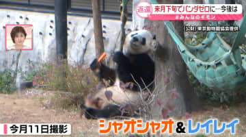 日本のパンダ、半世紀ぶり「ゼロ」に……首相発言の影響は？　中国政府関係者「高市政権の間は難しい」【#みんなのギモン】