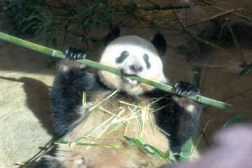 上野動物園、本日以降のパンダ観覧の方式を変更。23日以降は事前予約制に