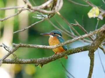 双眼鏡の使い方から学べる野鳥観察イベント！「びぶんで野鳥さがし」開催【1月25日・要事前予約】