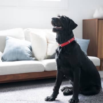 犬が『お姉さん座り』をする理由4選 放っておいても大丈夫?今すぐ病院へ行くべき状態まで