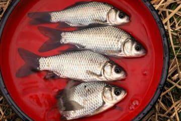 冬枯れの小水路で「寒ブナ」釣り！　謎解きゲーム感覚で見つけた “越冬＆密集ポイント” での手応え＆結果とは！