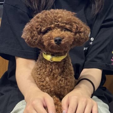 犬が飼い主の上に乗る理由は?行動の背景と心理を獣医師が解説