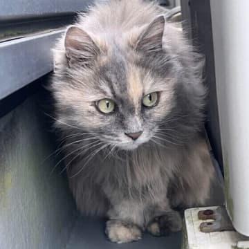 なぜか猫に好かれる人の共通点とは?