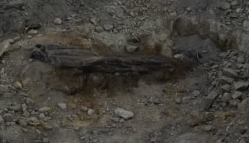 中国山西省で2億9千万年前の大型珪化木を発見