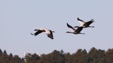 草海自然保護区にオグロヅル飛来　中国貴州省