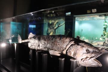 「ゾクゾク深海生物2026」池袋サンシャイン水族館で、ヨコヅナイワシの希少な標本や“深海汁”