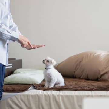 犬は『良いことと悪いこと』を判断することができる？愛犬に学習させるために飼い主ができることまで