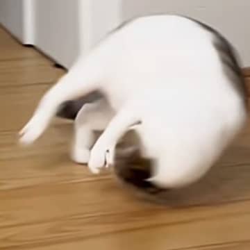 何かに狙いを定めた猫→勢いよく走り出すと、『次の瞬間』…まさかの『動き』が170万再生「まるでスタントマン」「回転レシーブみたいｗ」