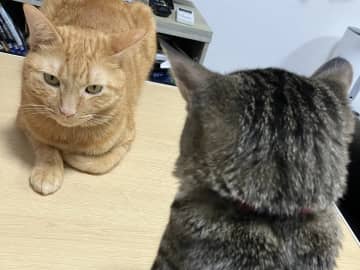 【2万いいね】静かな空気の中…2匹の猫が繰り広げる『たたかい』が平和すぎて笑える