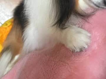 愛犬の寝顔、よく見ると…　思わず飼い主が撮った姿に「来世はこうなりたい」「毎日が幸せな証」