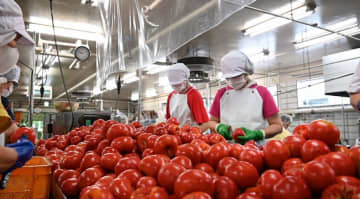 🍅 北海道・下川町で「トマトジュースづくり」に挑む地域おこし協力隊募集