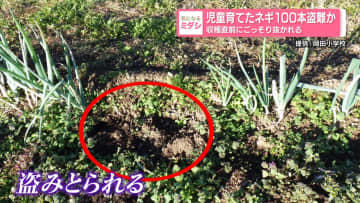 児童育てたネギ100本盗難か　収穫直前にごっそり抜かれる