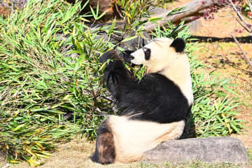 上野動物園のパンダ２頭を返還へ　また来るかも…飼育スペースは保持