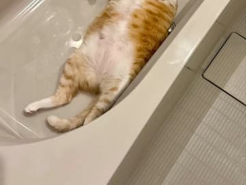 飼い主「なんでおんねん」　浴槽にいたのは…「さすがに笑った」「でっか！」