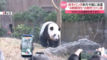 上野の双子パンダ来月返還　“4時間待ち”の熱烈ファン涙「大きくなる過程見てきた」