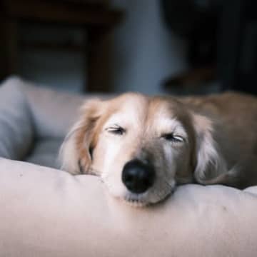 犬の老化が進む『タブー行為』5選　避けるべき絶対NG行動や飼い主が見直すべき暮らし方まで