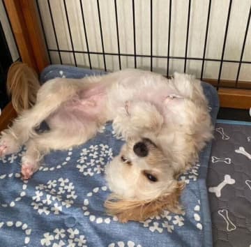 虚ろな目をしていた元保護犬子犬→約1年後、今では家族に笑顔をもたらすコに！