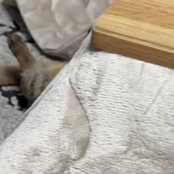 こたつの中が熱くなってくると→猫がとった『予想外のスタイル』に笑ってしまう人が続出「可愛すぎるｗ」「上手な付き合い方ｗ」と１万いいね