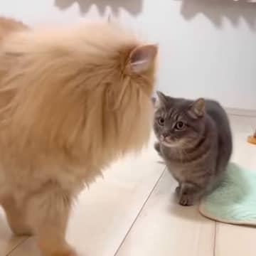 追いかけっこをする２匹のネコ→『噛み逃げ』が起きた結果…思わず笑ってしまう展開が話題「お姉ちゃん強しｗ」「ケンカするほど仲がいい」