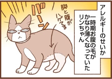 【吉川さん家の猫事情】#122話 毛が生えてきた！と思ったら…