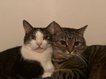 顔が大きいのか、小さいのか、遠近法なのか——ギュッと密着する元保護猫たちの“顔の大きさの違い”にクスッ